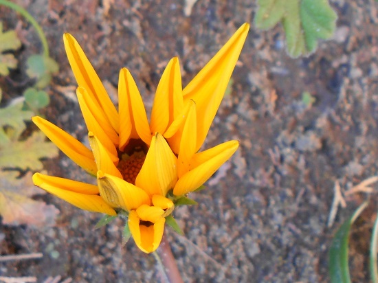 黄色い花のガザニア