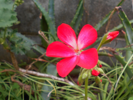 赤いゼラニウムの花