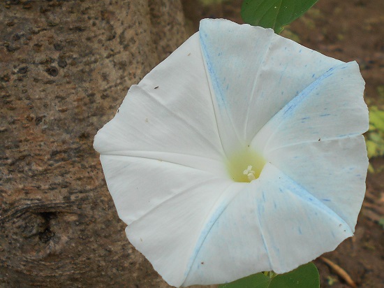 朝顔「フライングソーサー」2番目の花