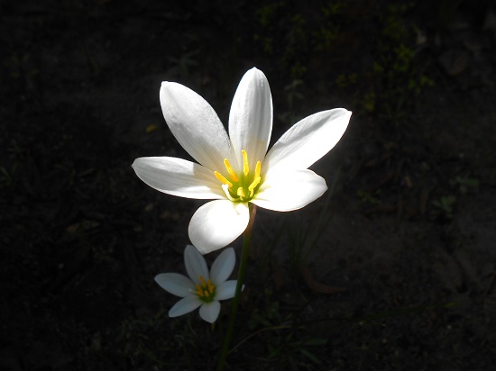 白いゼフィランサス。白い花びら、黄色いオシベ、白いメシベ。