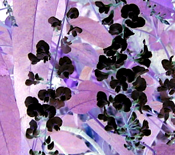 Hardenbergia3.png