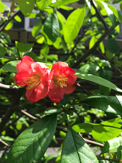 木瓜の花