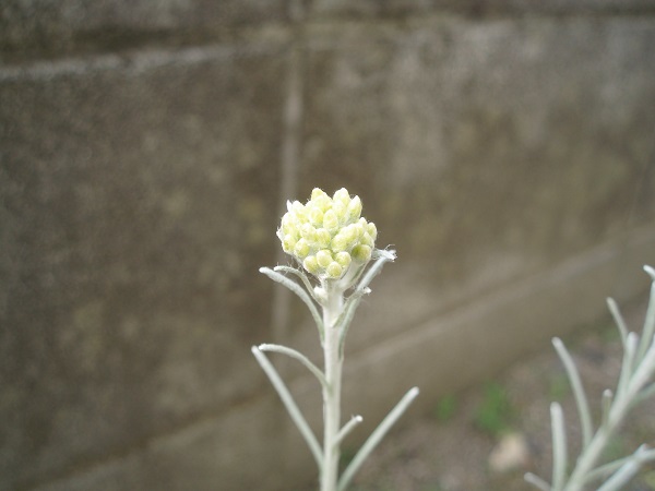 カレープラントの花