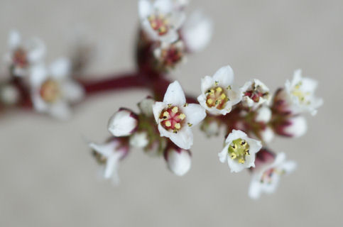 赤鬼城の白い花(多肉植物)a4.jpg