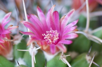サボテン・マミラリア・ブカレンシスの花