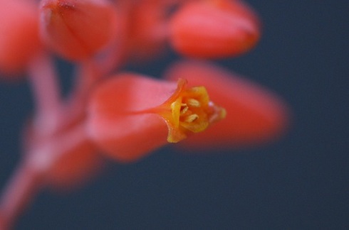 ディスコインシーの花.JPG