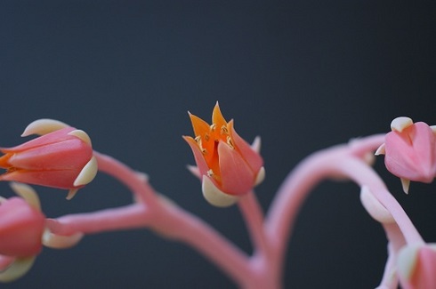 エケべリアの花.JPG