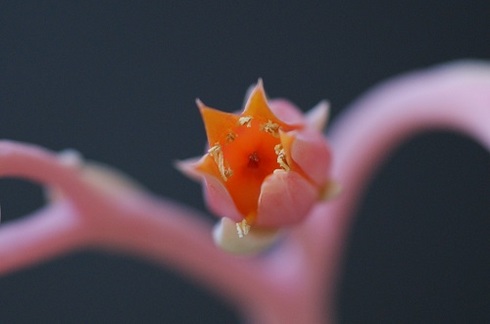 エケべリアの花.JPG