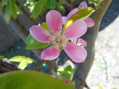 花梨の花.JPG
