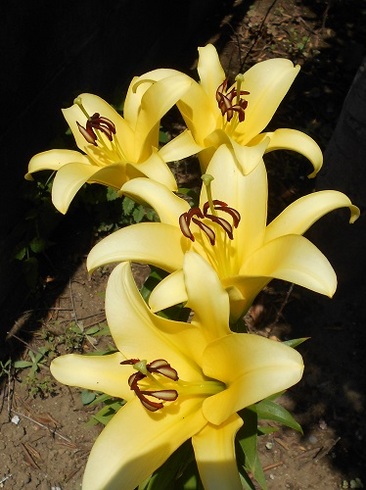 黄色い花のカサブランカ.JPG