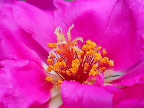 ピンクのマツバボタン（八重咲き）.JPG