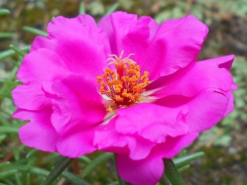 ピンクのマツバボタン（八重咲き）.JPG