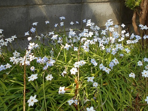 イフェイオンの花.JPG