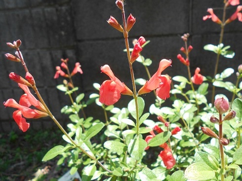 チェリーセージの花.JPG