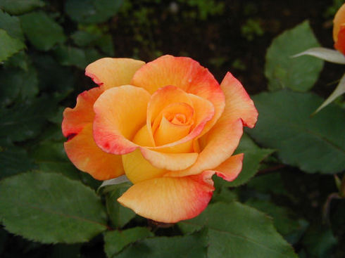 オレンジ色のバラ.jpg