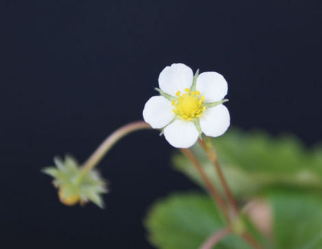 ワイルドストロベリーの花.jpg