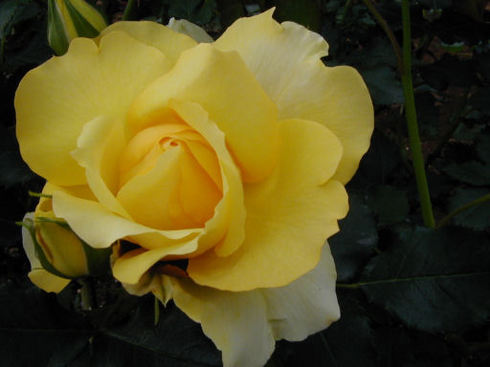 黄色いバラ.jpg