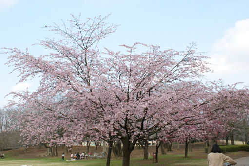 柏の葉公園の桜