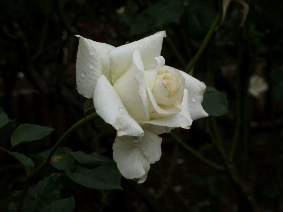 白いバラ「ホワイトクリスマス」