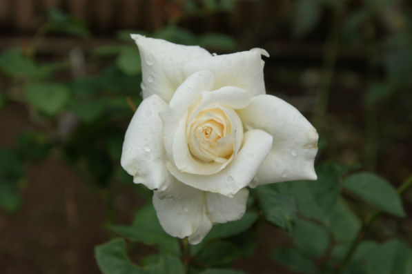 白いバラ「ホワイトクリスマス」
